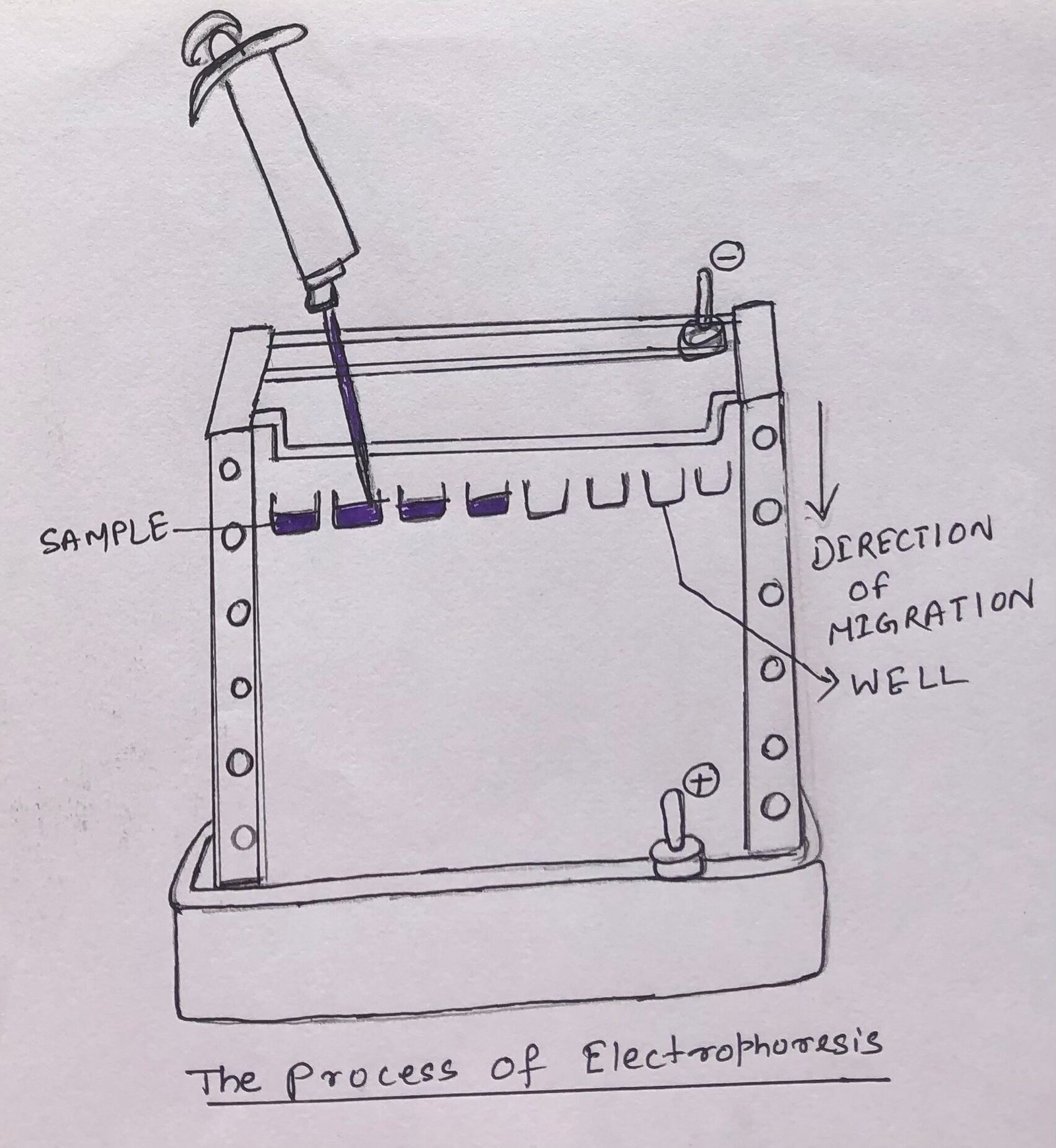 Electrophoresis