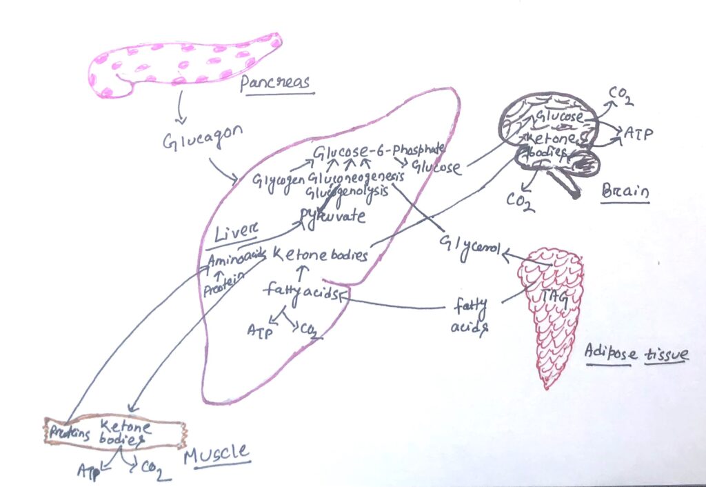 Action of glucagon on liver during fasting