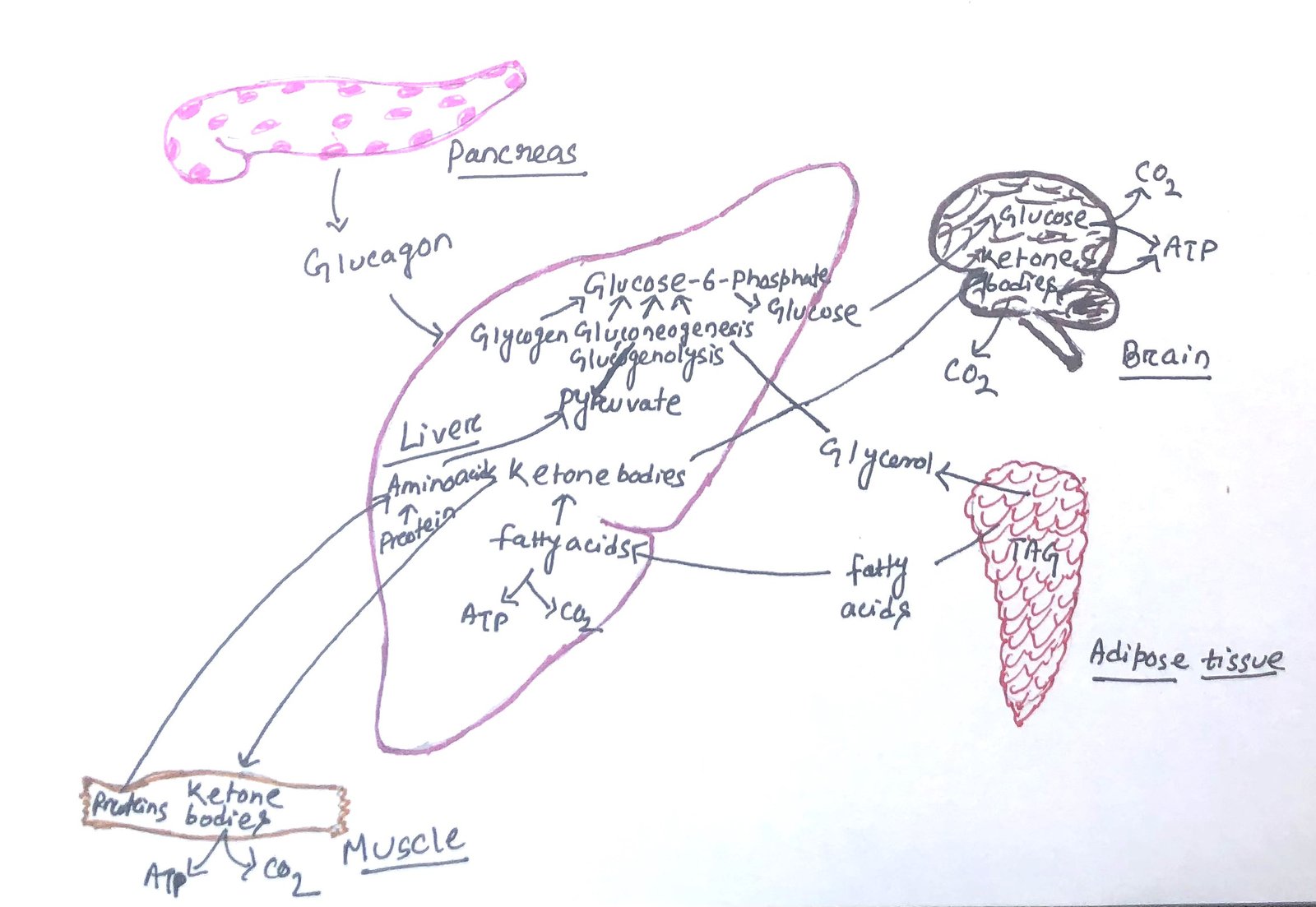 action of glucagon on liver during fasting