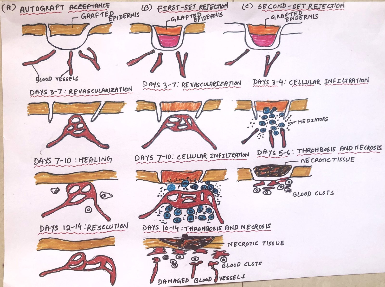 graft acceptance and rejection