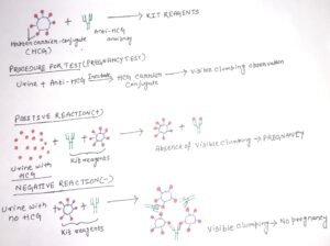 The antigen-antibody interaction: Agglutination reaction - Discover Biotech
