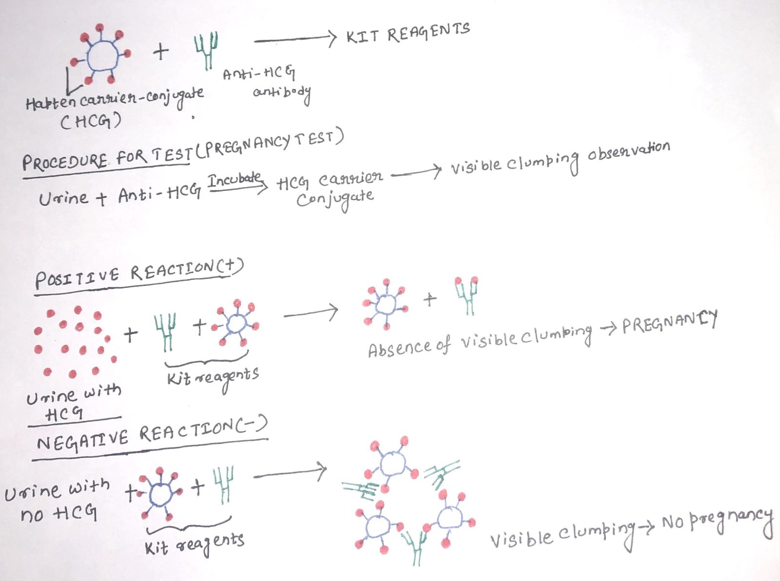 antigen antibody reaction agglutination