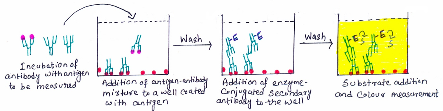 Competitive Elisa Example The antigen-antibody interaction- Enzyme-linked Immunosorbent Assay ...