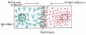 Postzone The antigen-antibody interaction: Precipitation reaction - Discover Biotech