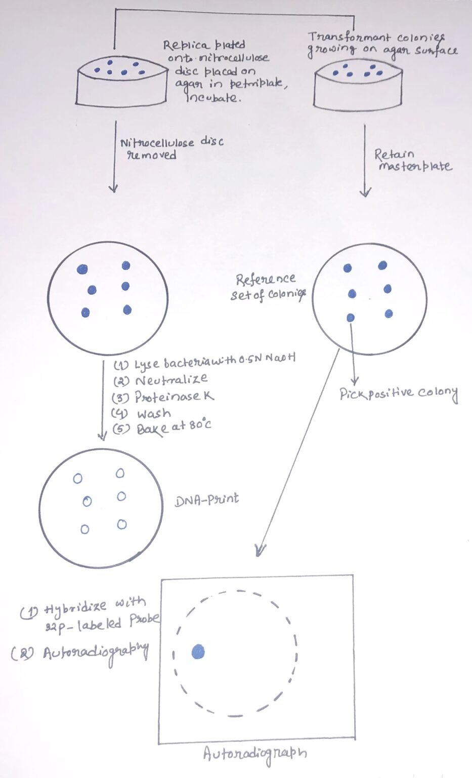 Methods of clone identification - Discover Biotech