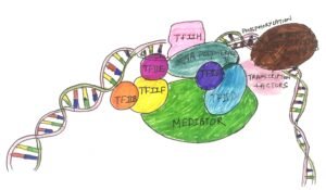 General Transcription Factors Discover Biotech