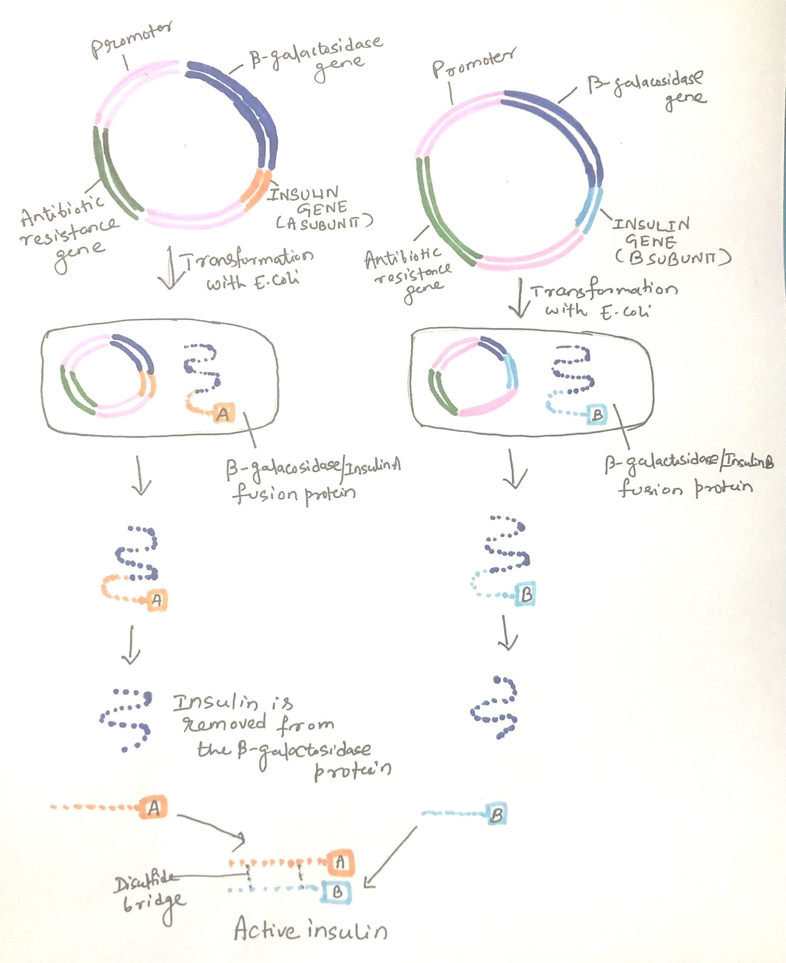 Insulin production by recombinant DNA technology