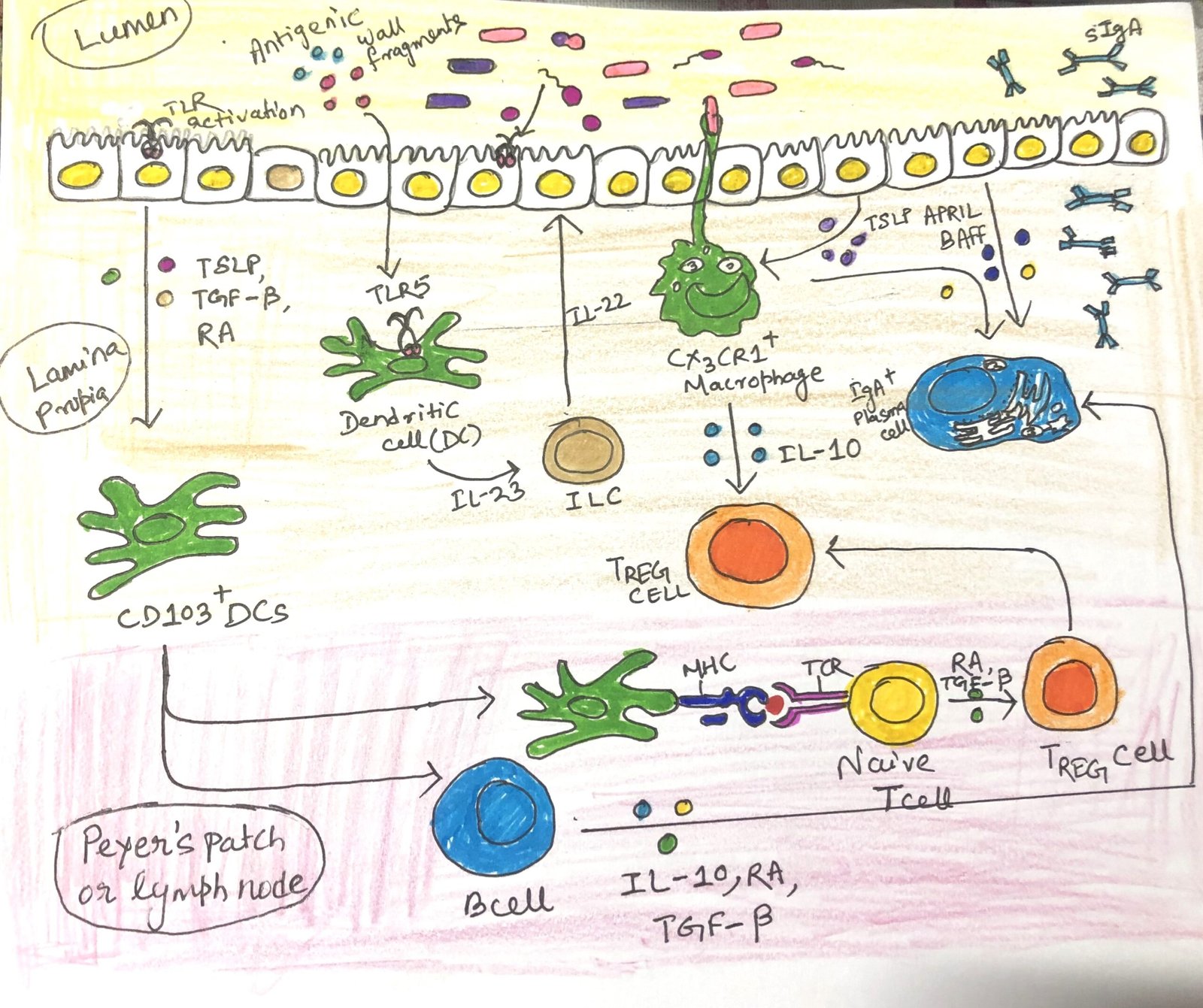 Homeostasis and microbiome tolerance are regulated at the intestinal surface