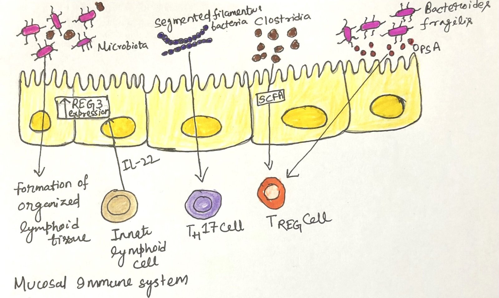 Effect of commensal bacteria