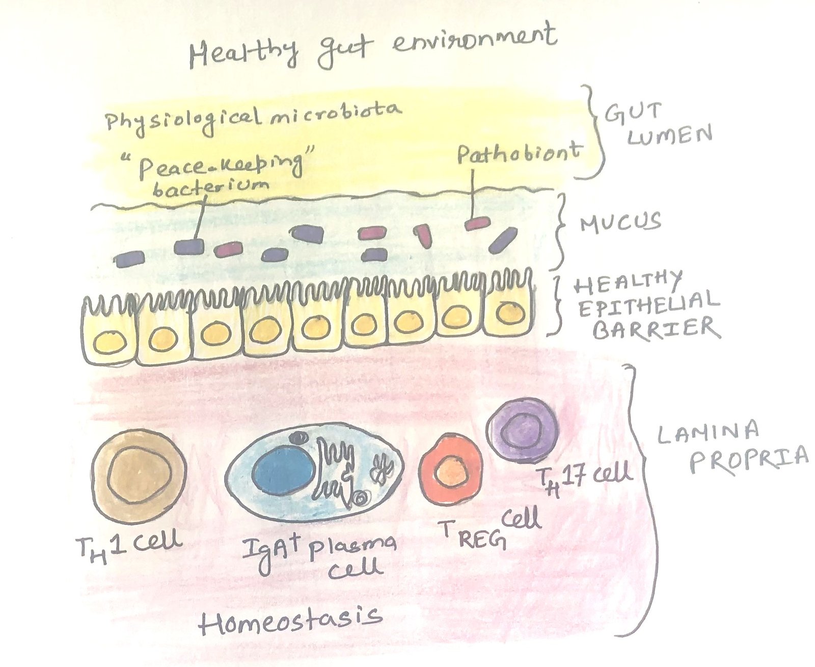 Conditions cause a switch from homeostatic to inflammatory response