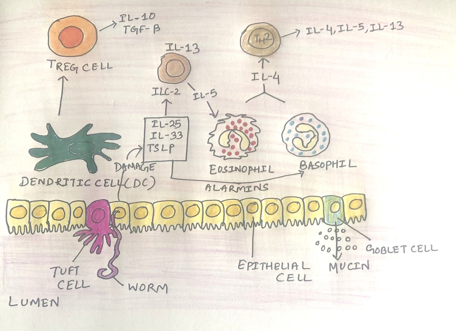 Contact of epithelial tuft cells with a worm results in major inductive events in the intestine