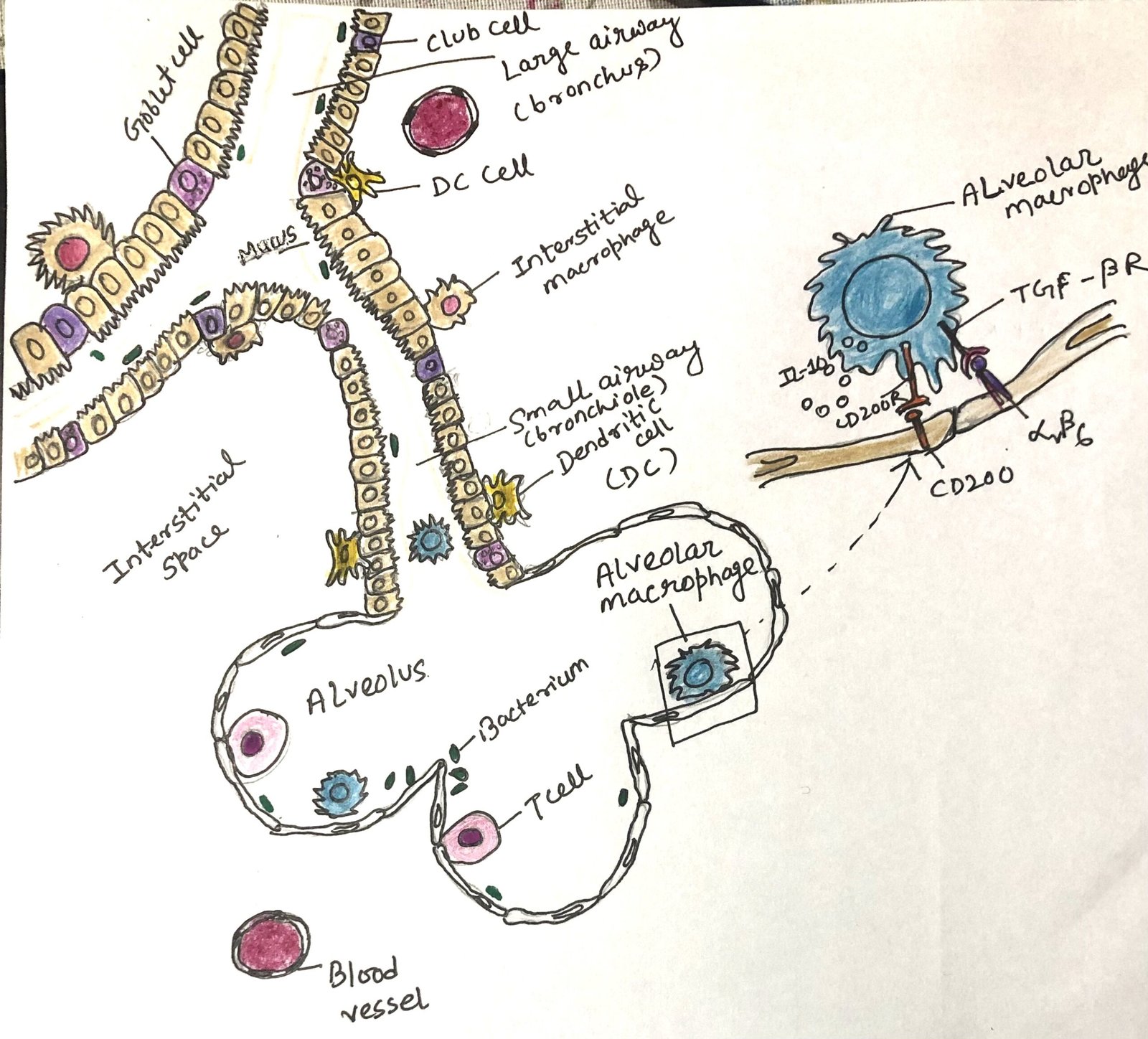 The diverse phenotype of the epithelial cells