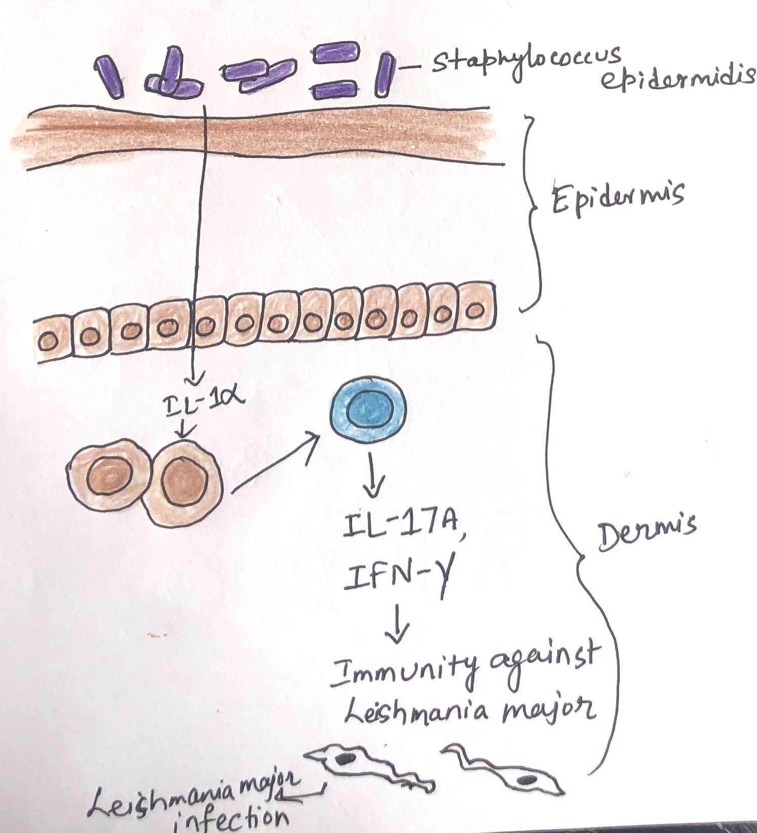 The Skin Immune System Discover Biotech 