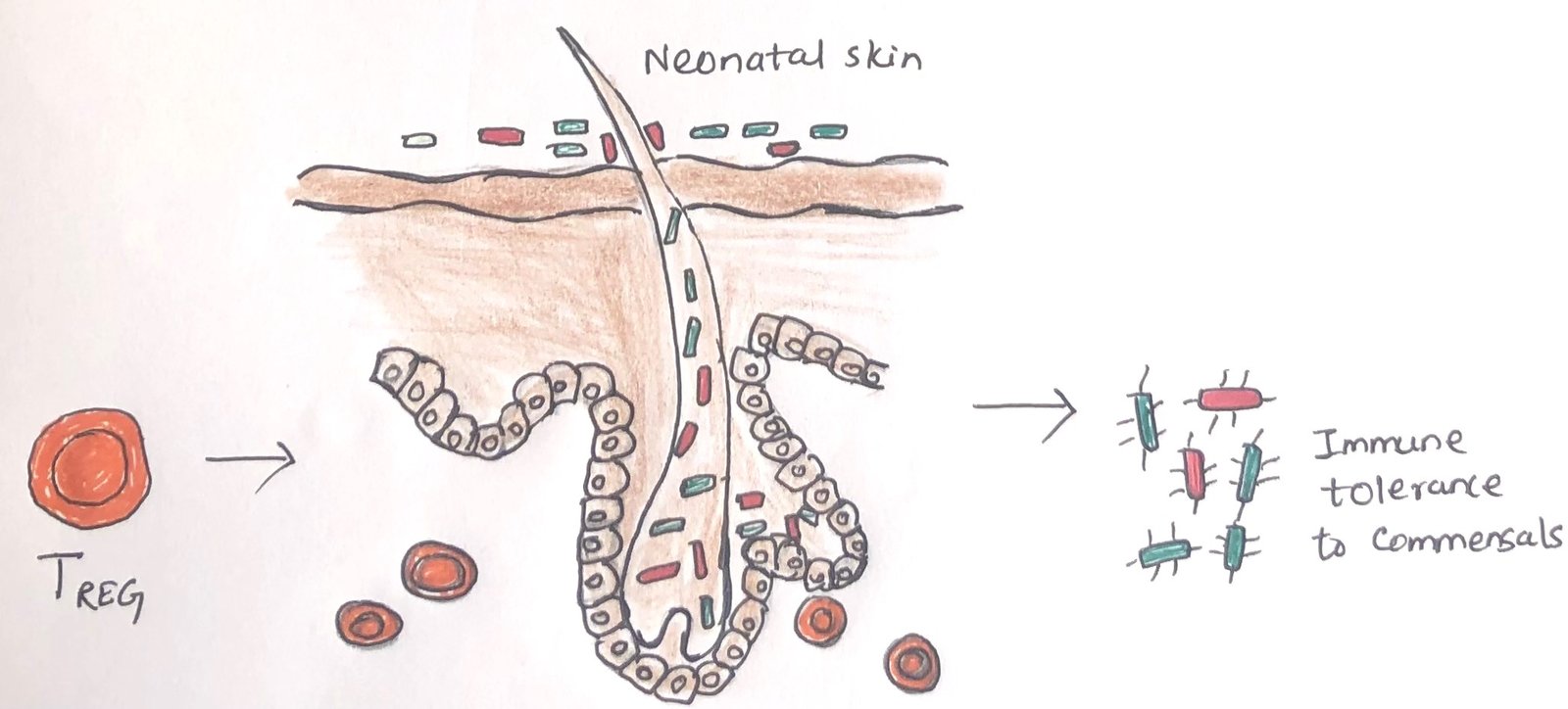 The generation of skin-specific TREG cells in the skin