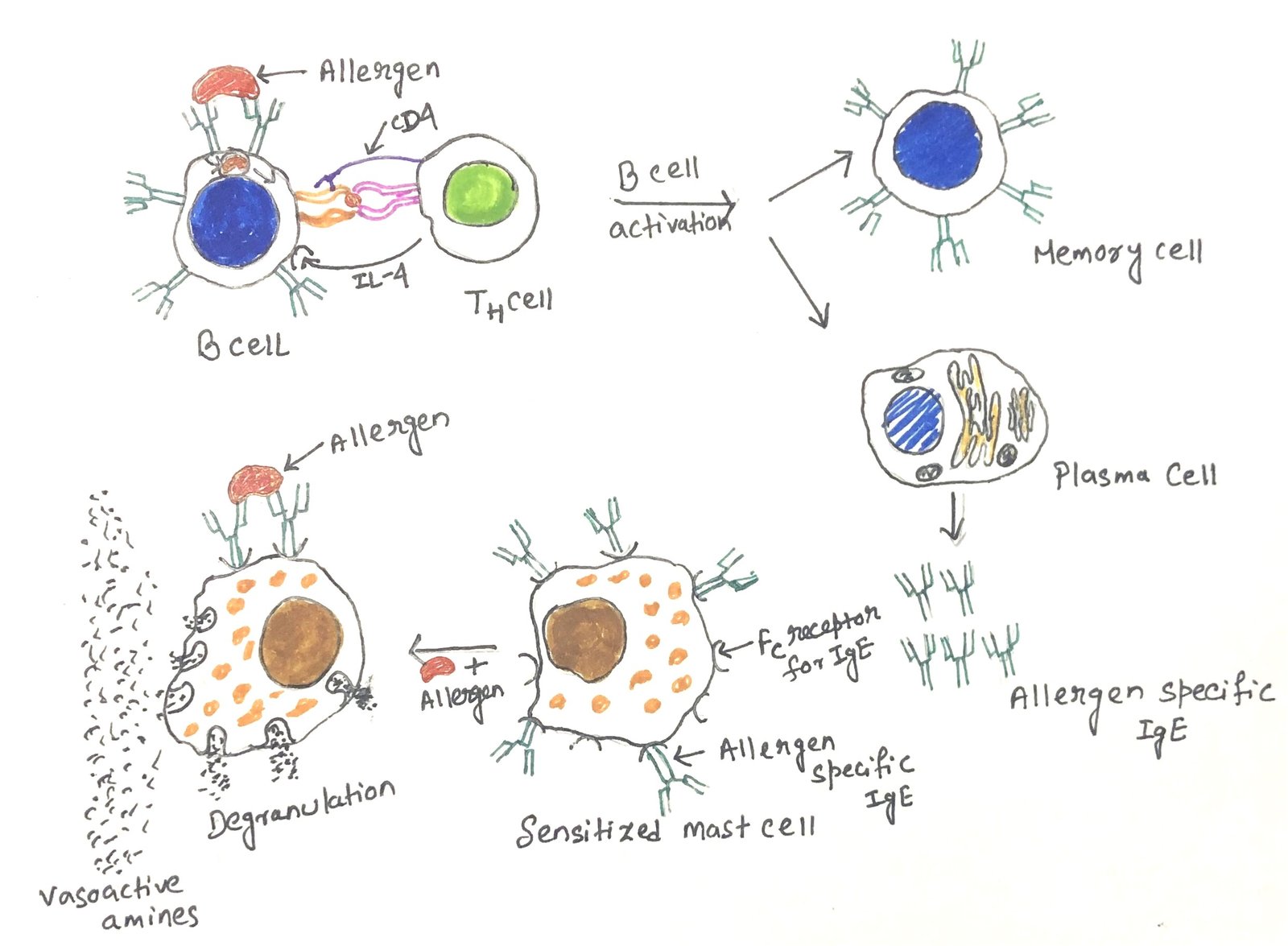 Type I hypersensitive reaction
