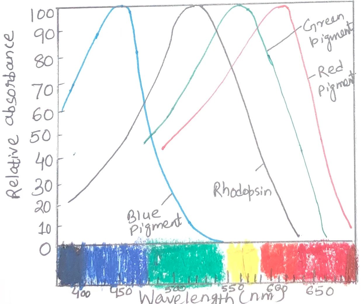 Absorption spectra of rhodopsin