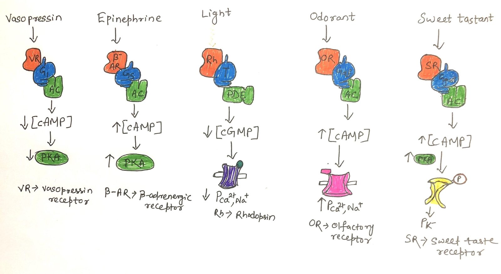 Signaling system that detect hormone, light, smell and taste