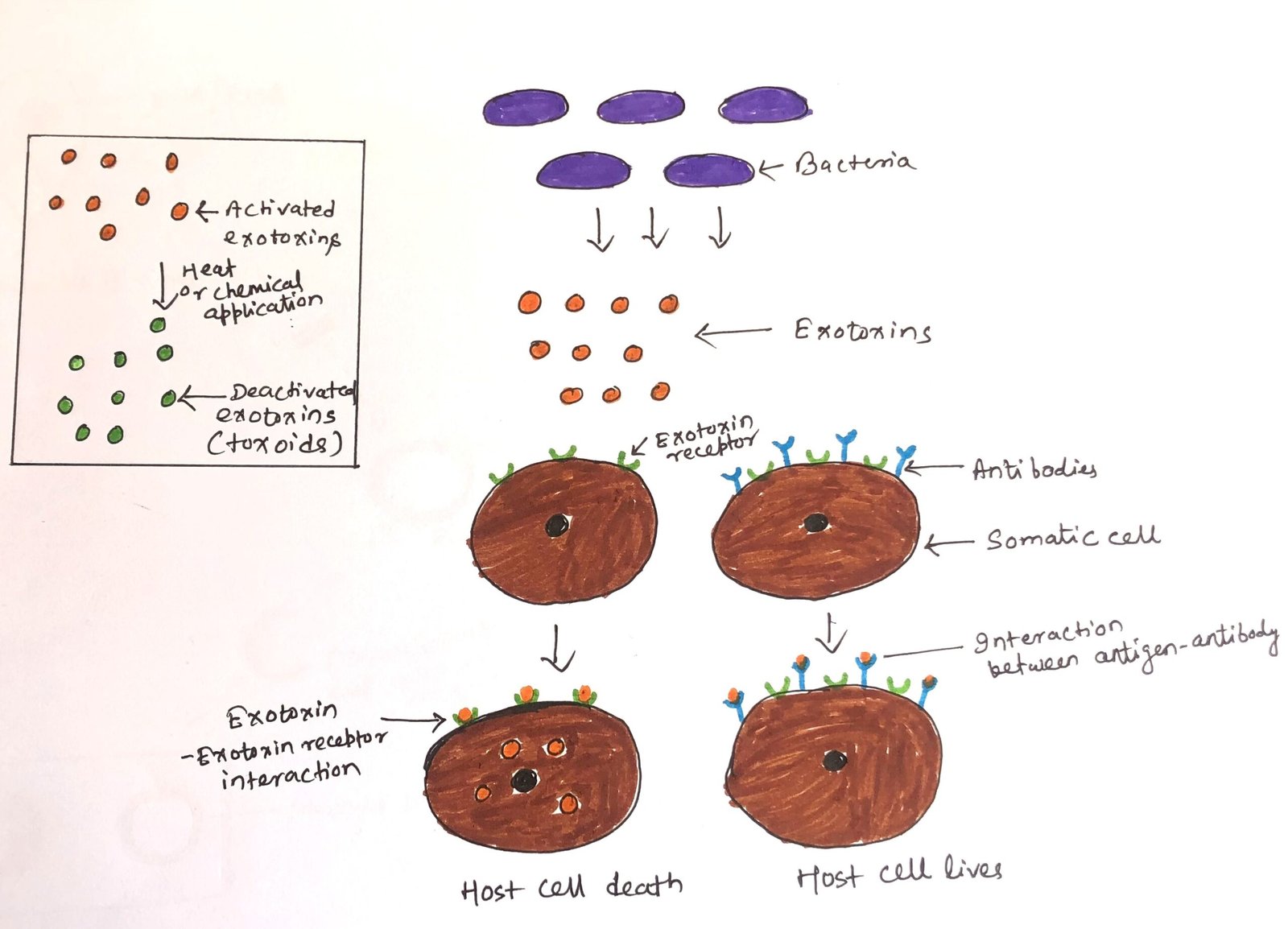 Immune response to exotoxin