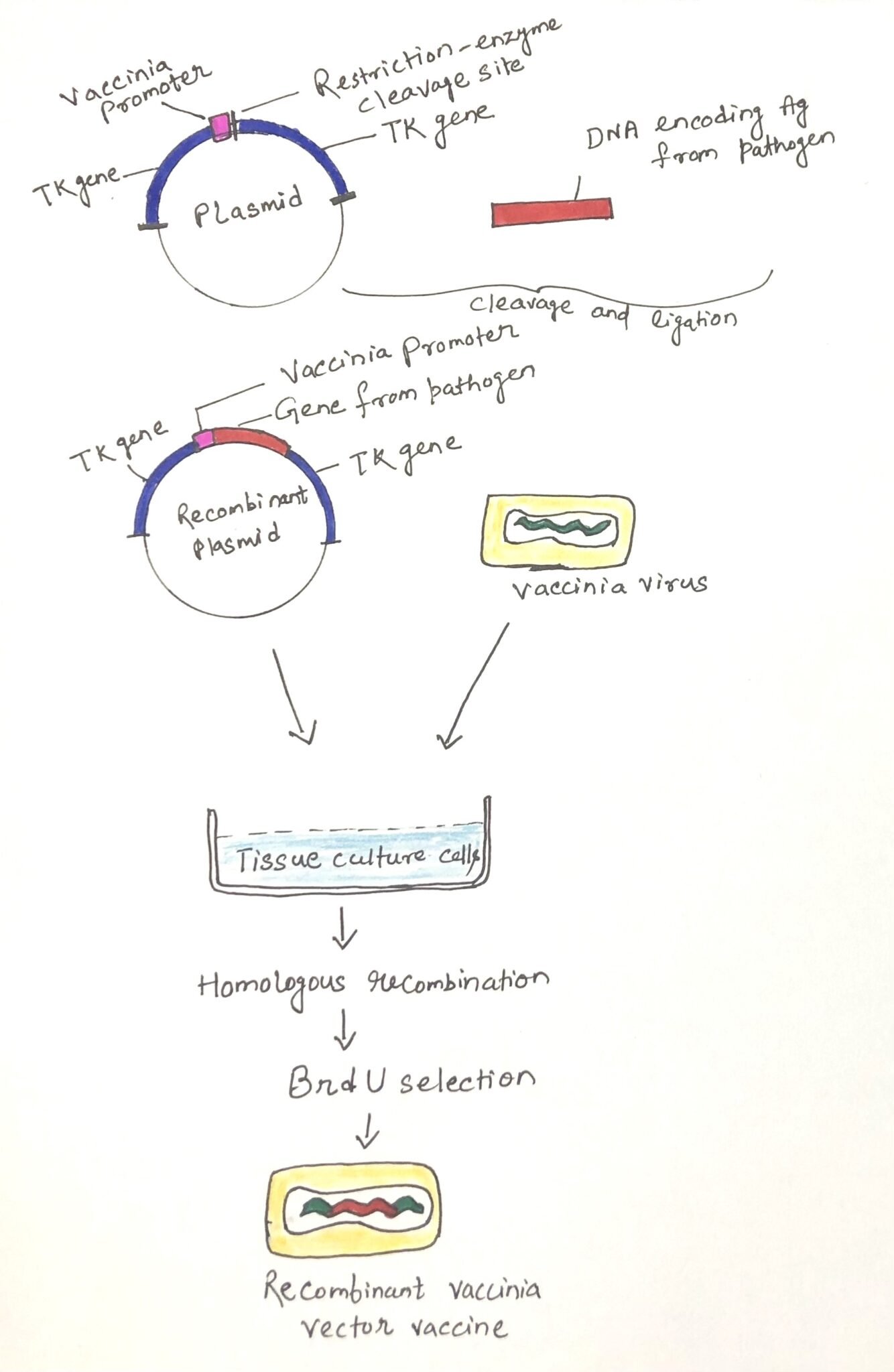 Recombinant vector vaccines retain many advantages of live attenuated ...