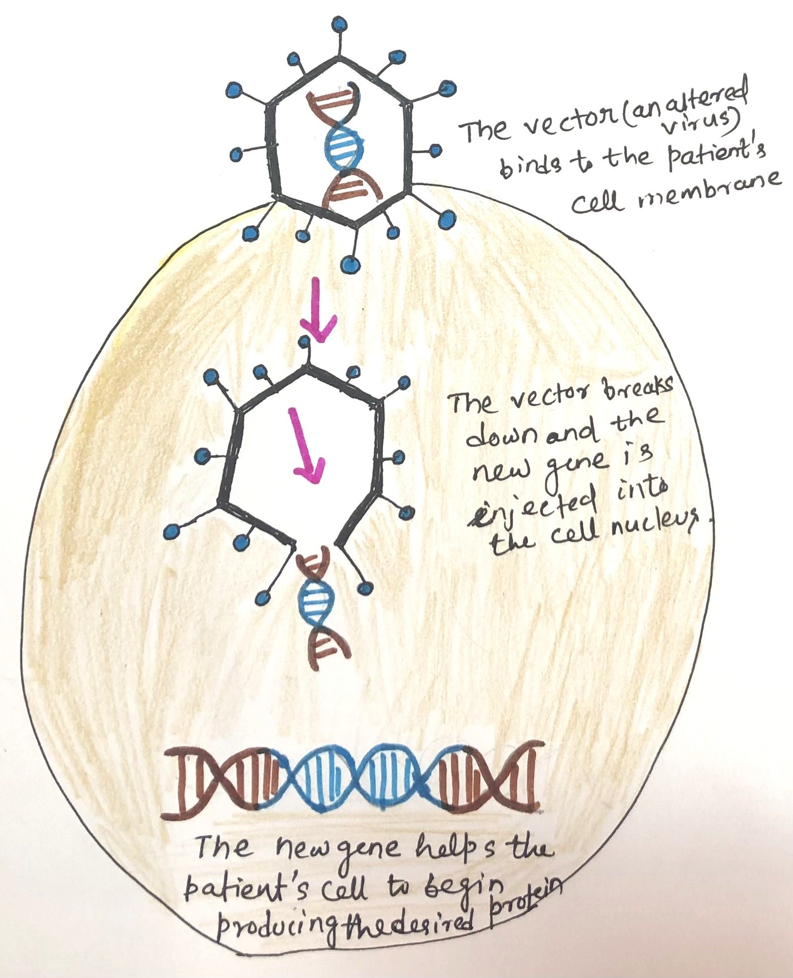 Cell replacement therapy