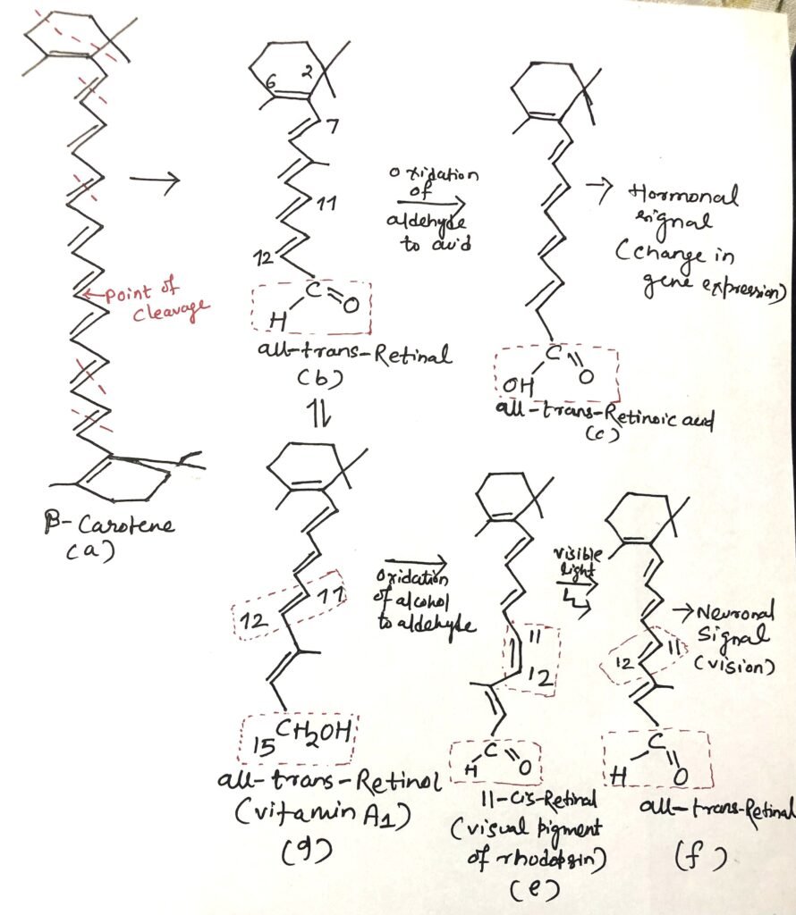 The precursors of retinoids