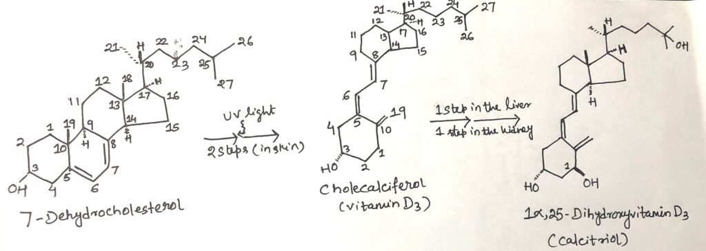 production of vitamin D