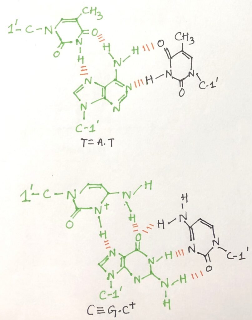 base pairing patterns in triplex DNA