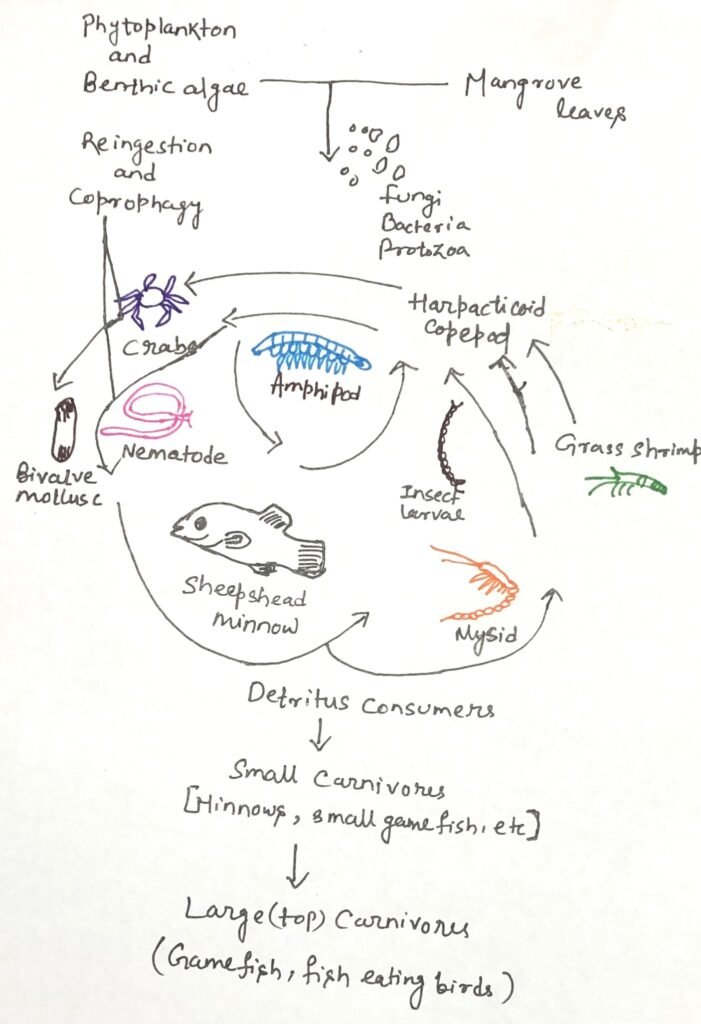 The detritus-consuming omnivorous organisms in an estuary