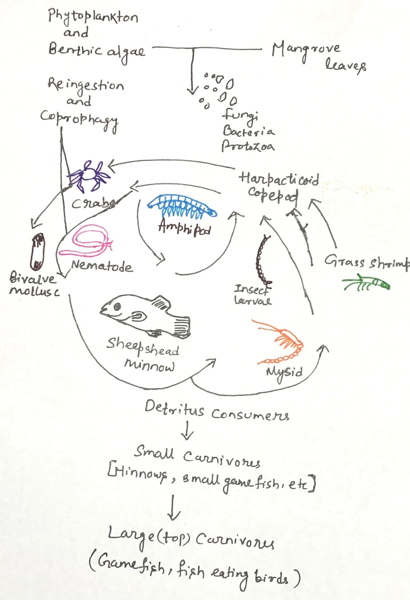 detritus-consuming omnivorous organisms