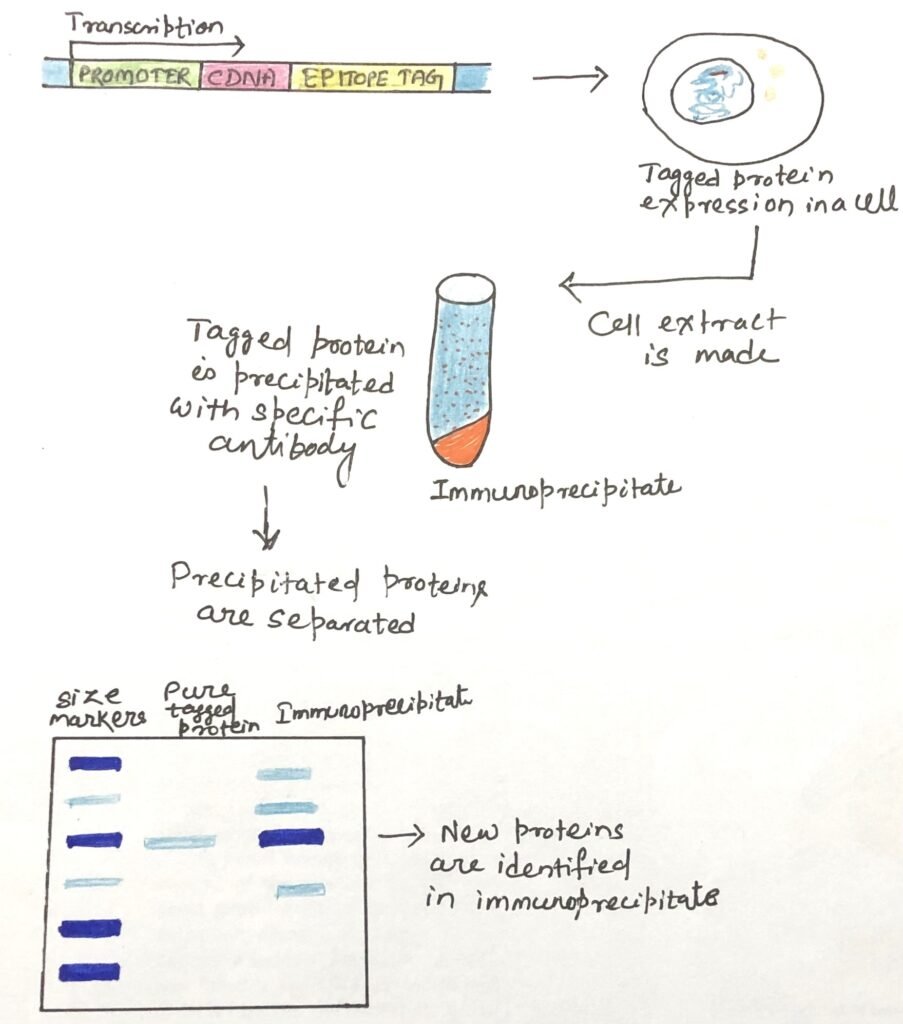 Epitope tags in protein-protein interaction