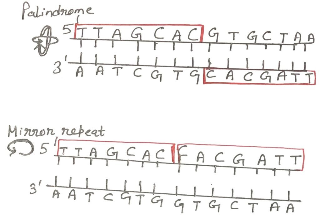 palindromes and mirror repeats in DNA