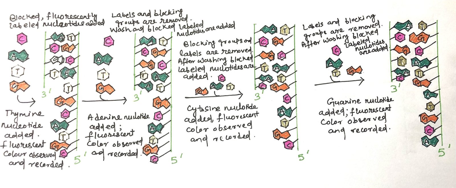 Reversible Terminator Sequencing