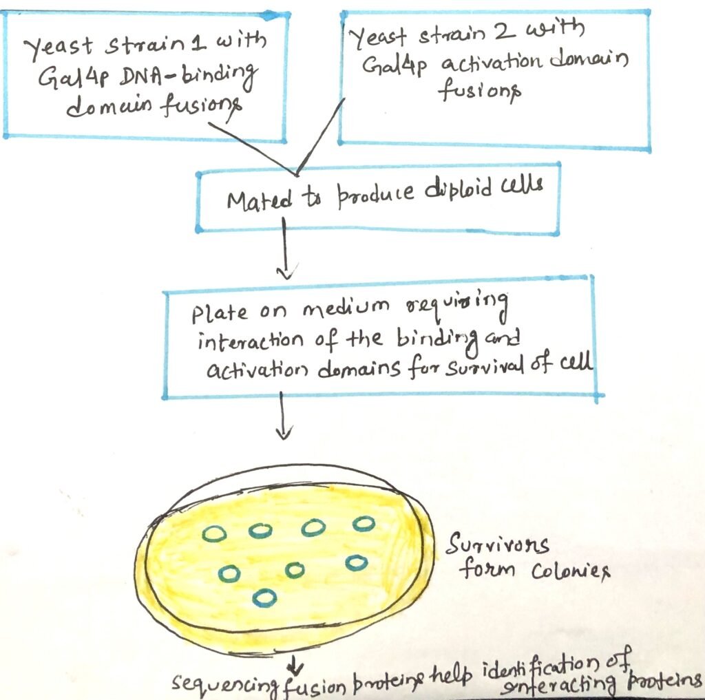 Yeast two-hybrid analysis