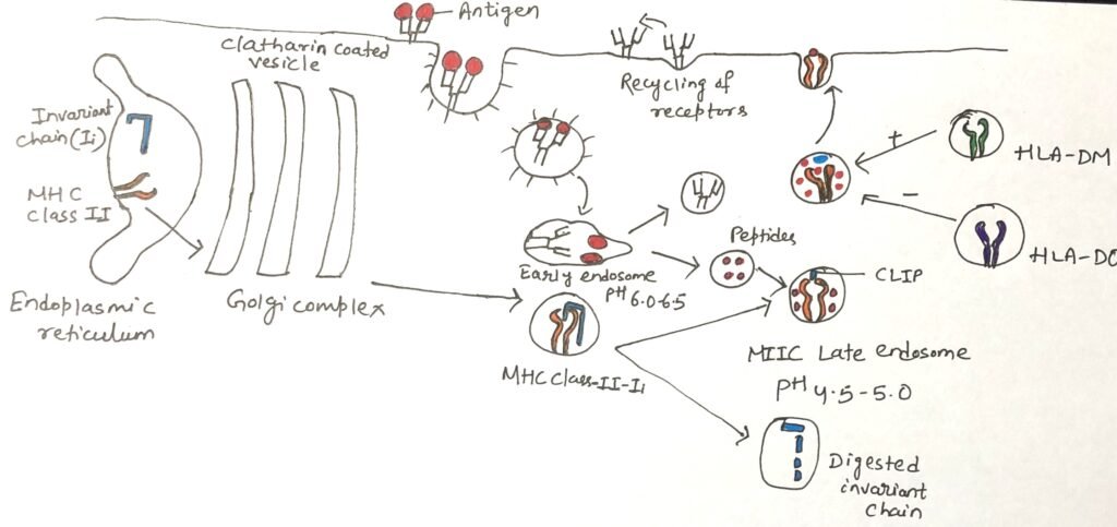 Antigen processing and MHC class II complex formation in the exogenous pathway