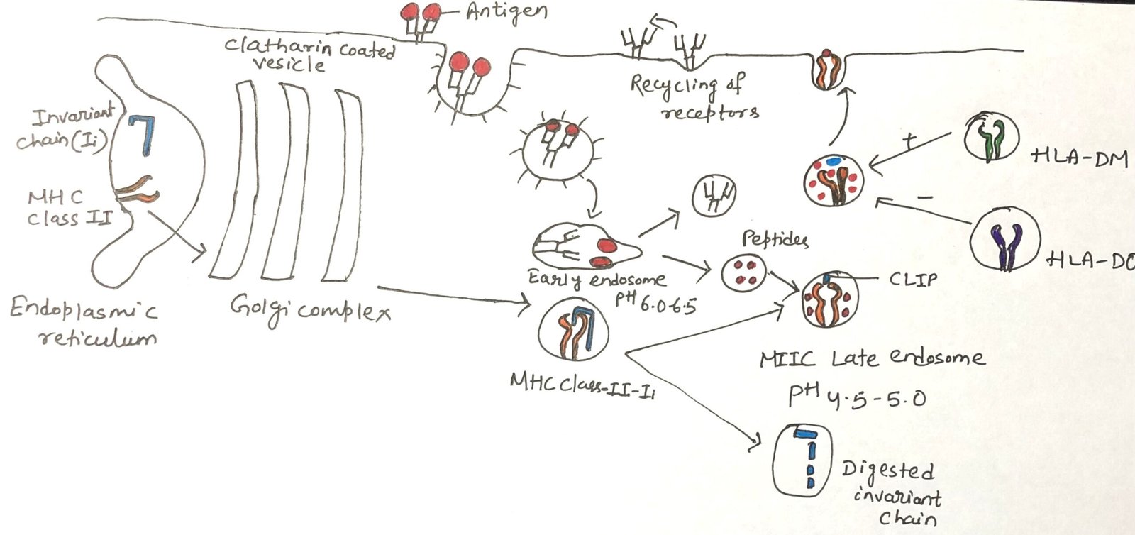 Antigenic peptide generation