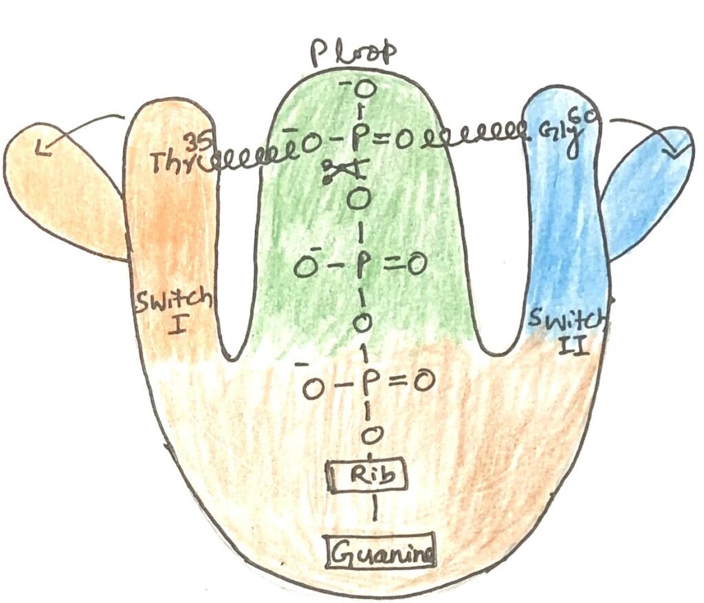 GTP hydrolysis by Ras and GAP