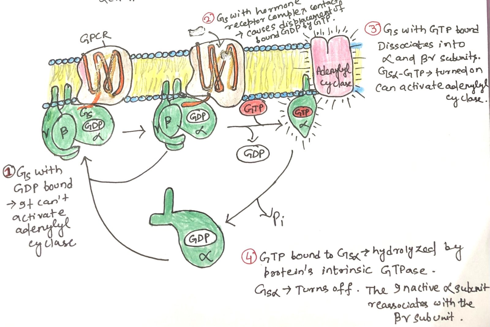 GTPase switch