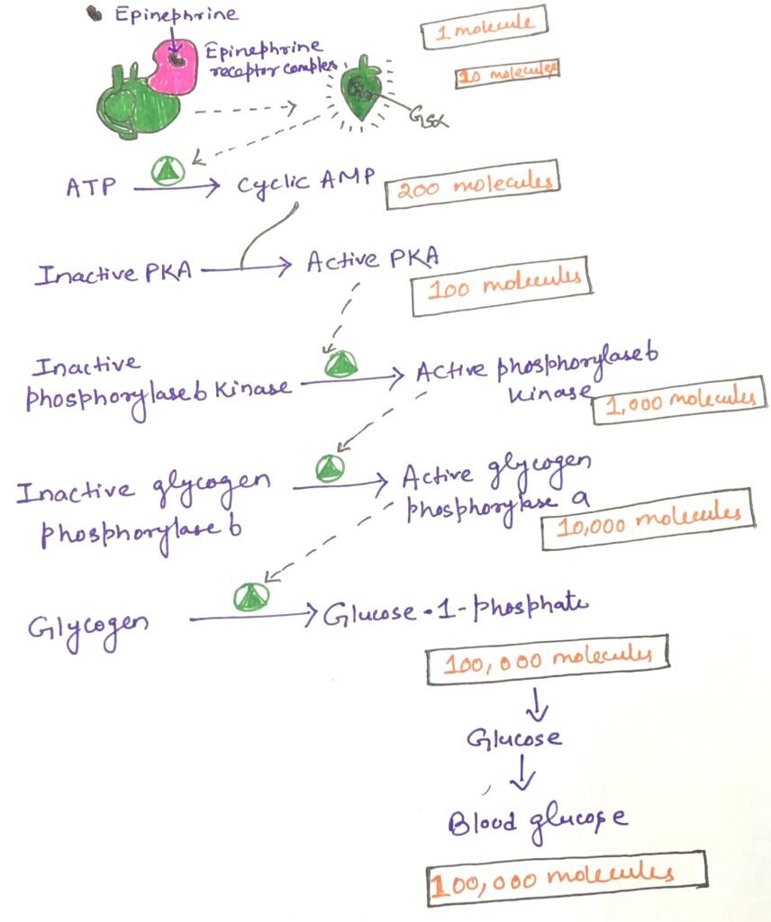 The epinephrine cascade