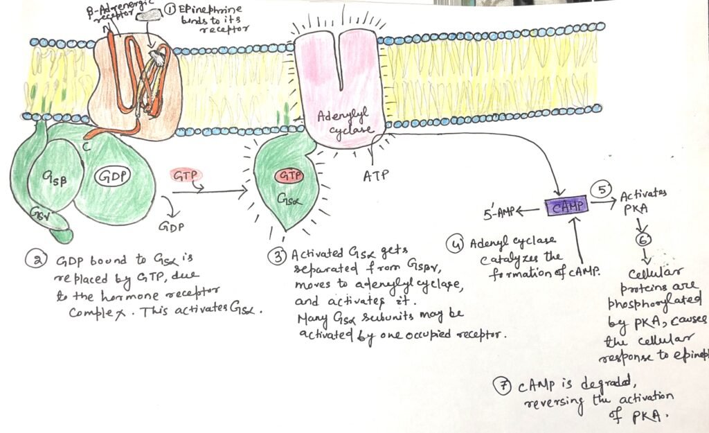 The β-adrenergic pathway