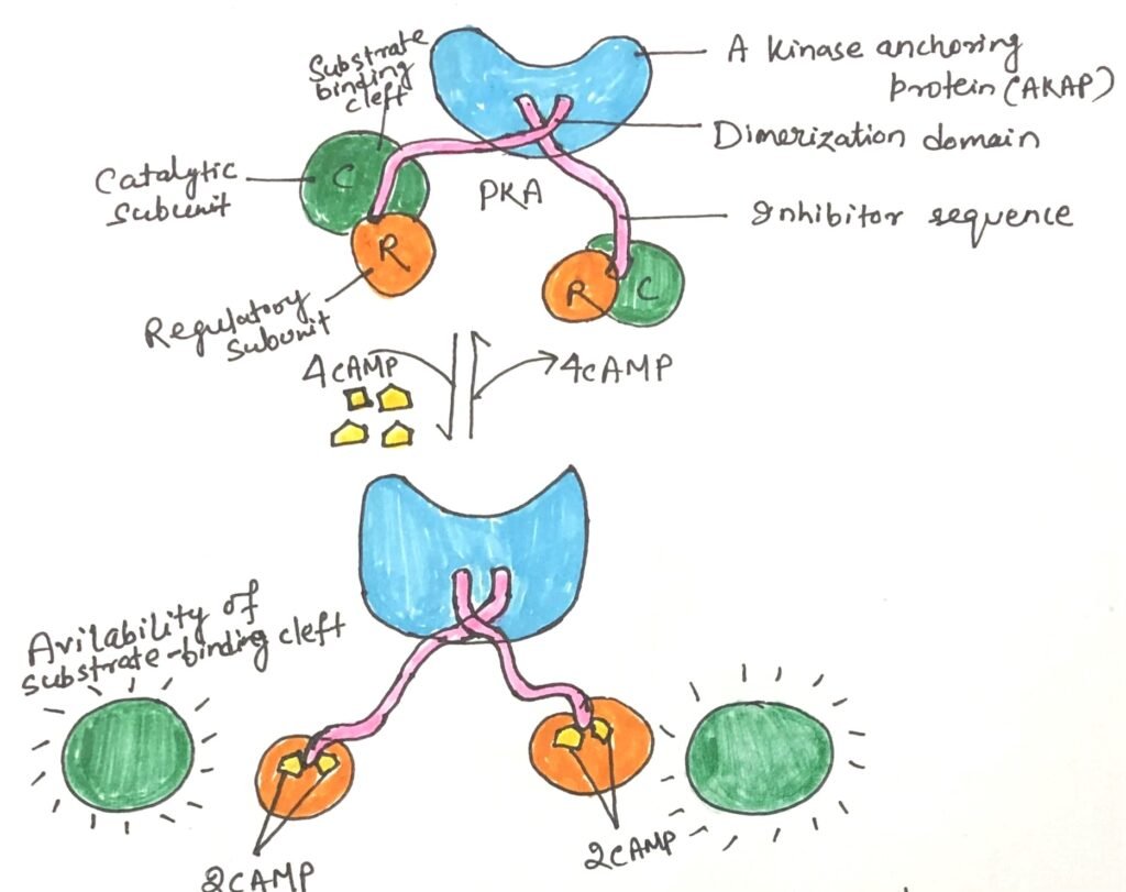 Activation of cAMP-dependent protein kinase
