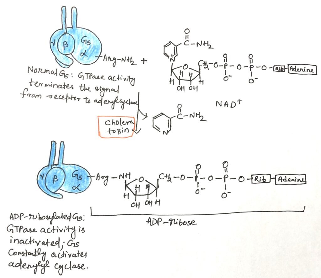 The cholera-causing bacterial toxin catalyzes the transfer of the ADP-ribose moiety of NAD+ to Arg of GS