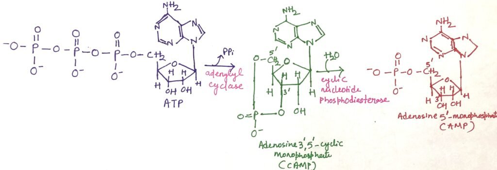 The combined action of adenyl cyclase and cAMP phosphodiesterase