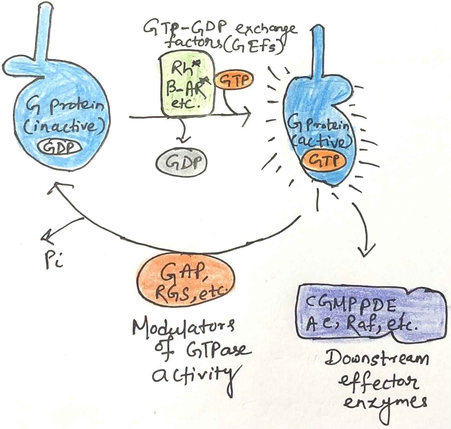 Factors regulating activity of G proteins