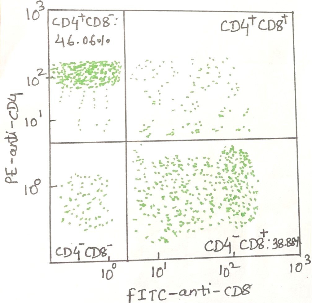 Dot plot representation of CD4⁺ and CD8⁺ cell distribution using fluorescein labeling