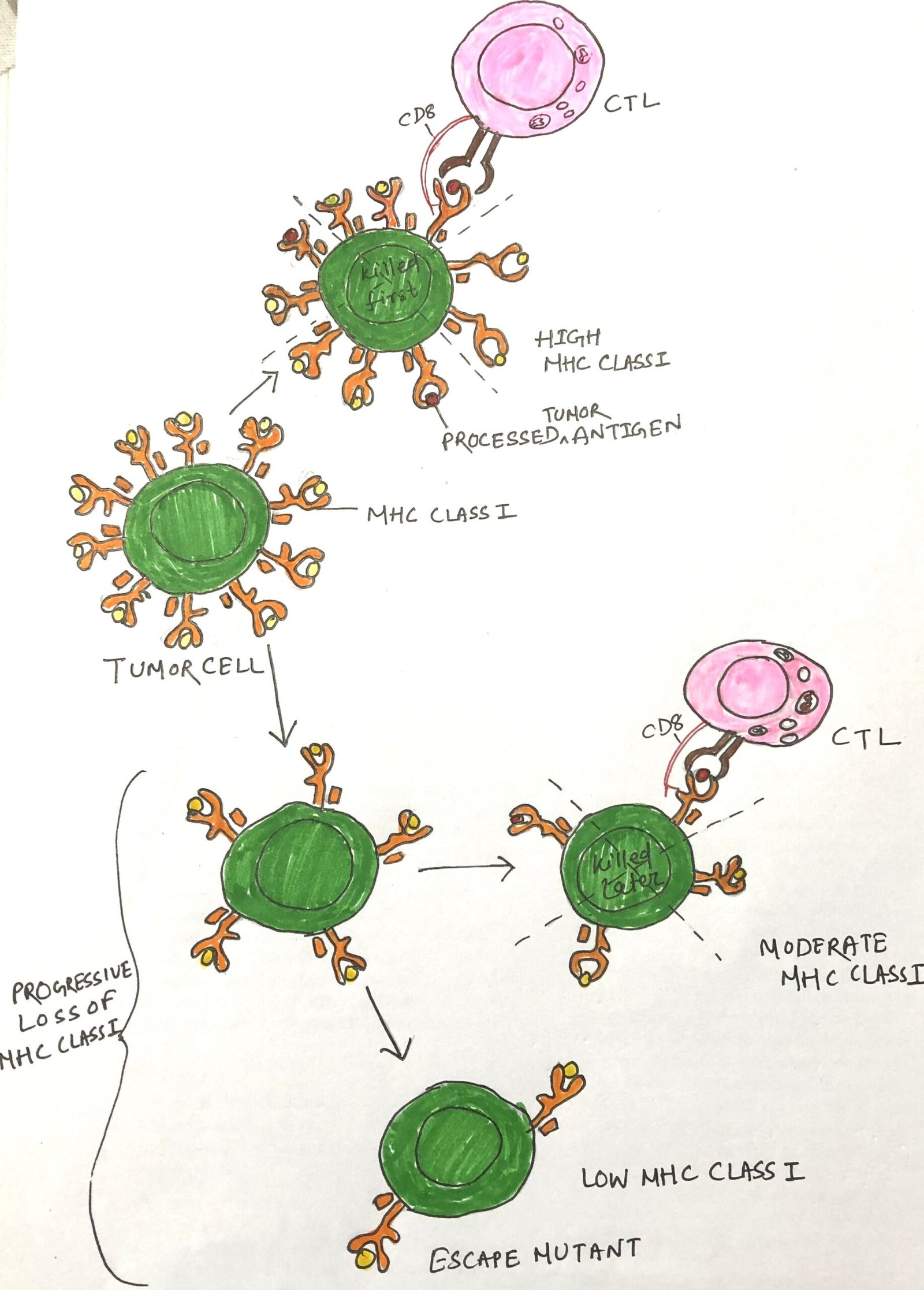 Down-regulation of MHC-class-I expression