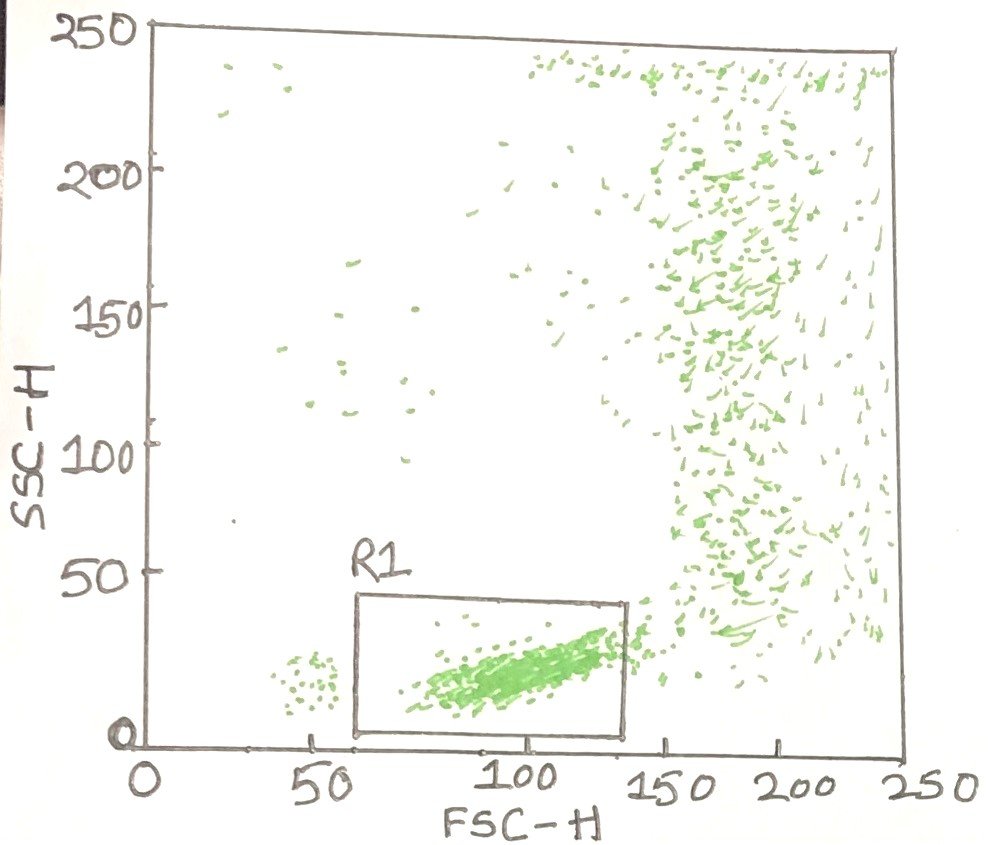 Illustrative FSC–SSC Plot for Peripheral White Blood Cells