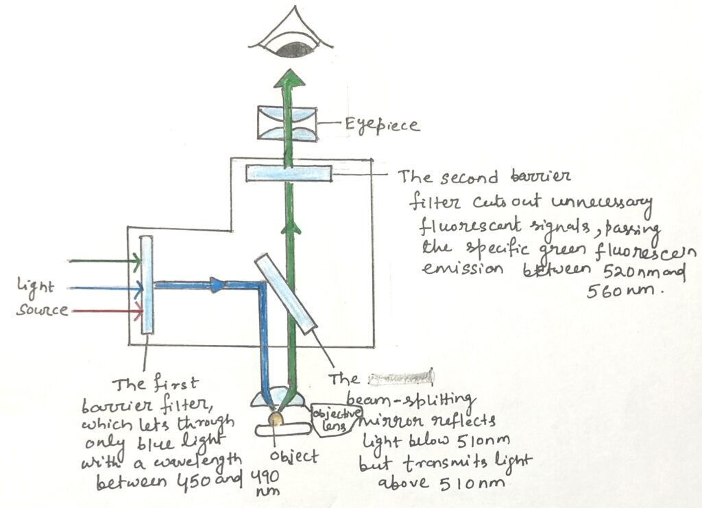 optical path in a fluorescence microscope