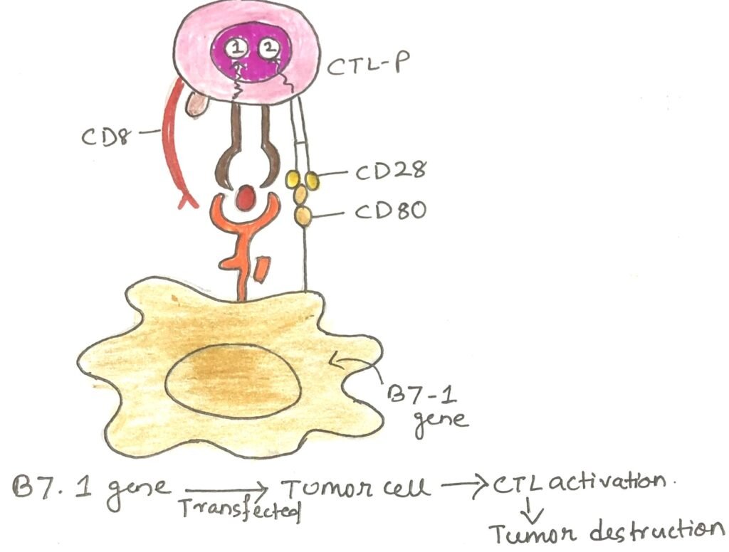Application of CD80 (B7.1)-engineered tumor cells in cancer immunotherapy.