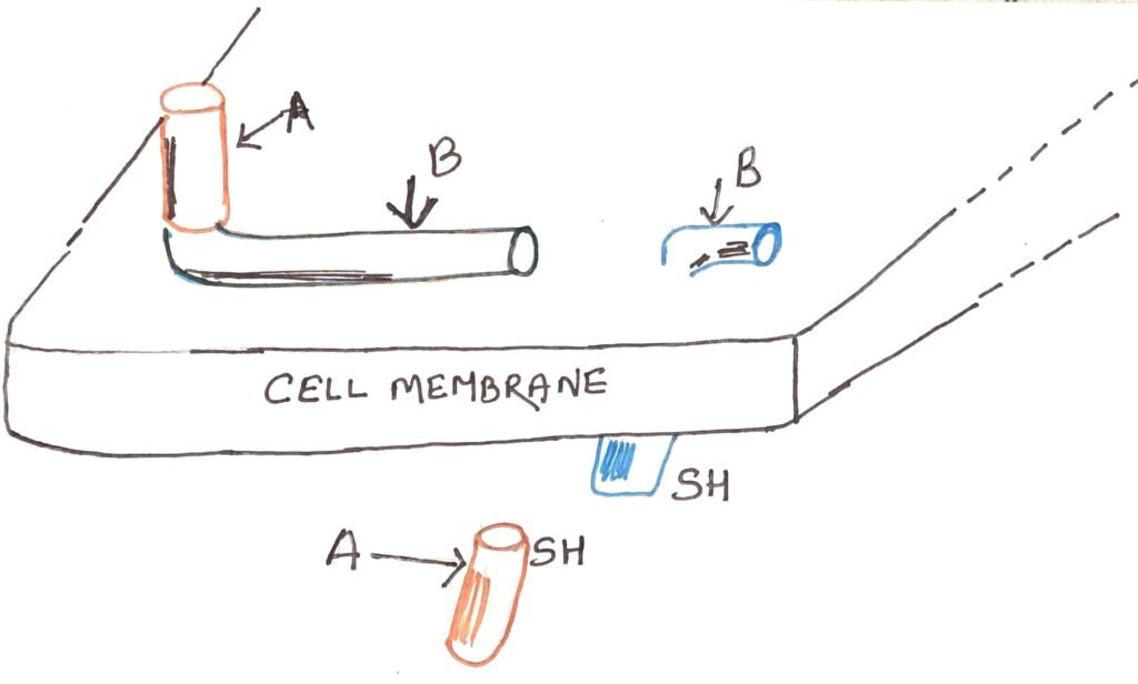 Working of diphtheria toxin