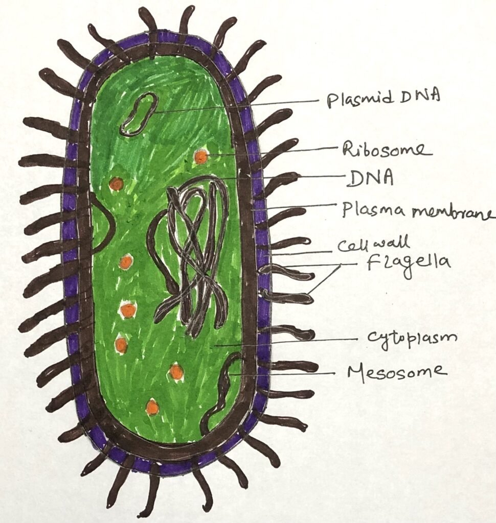 Structure of an archaebacterium